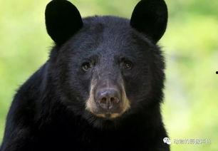 亚洲黑熊产仔视频